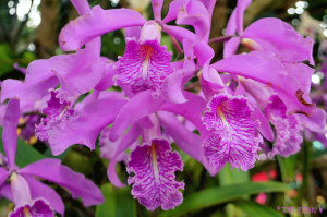Orchidées Pérou Moyobamba