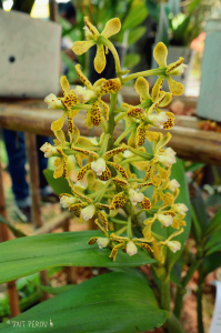Orchidées Pérou Moyobamba